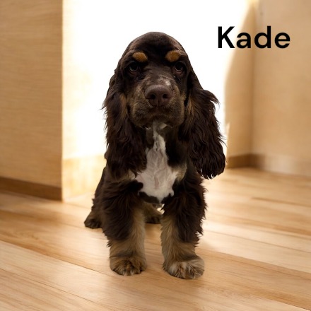 puppy, for, sale, Cocker Spaniel, Joe & Cherri  Overlease, dog, breeder, Miller, MO, dog-breeder, puppy-for-sale, forsale, nearby, find, puppyfind, locator, puppylocator, aca